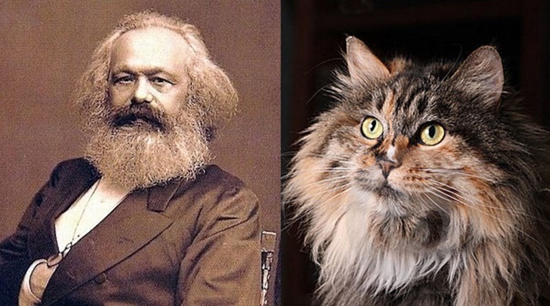cats that look like other animals